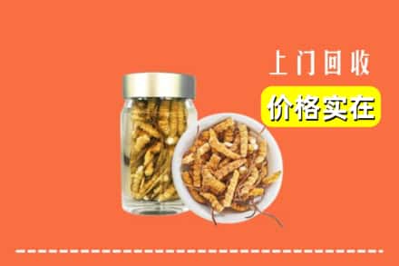 苏州市回收散虫草